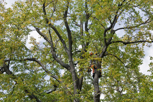 Reliable Barry, IL Tree Care Solutions