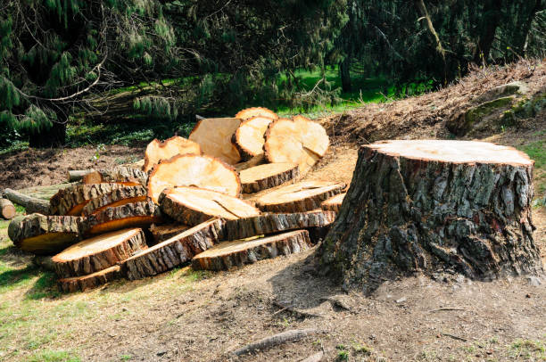 How Our Tree Care Process Works  in  Barry, IL